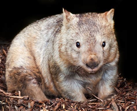 The truth behind heroic wombats | Animals, Wombat, Endangered animals