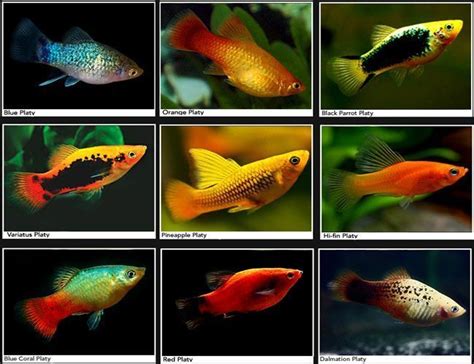 Assorted Platy Aquarium Fish | Arizona Aquatic Gardens