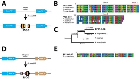 De novo gene birth. (A) A de novo gene can originate as an... | Download Scientific Diagram