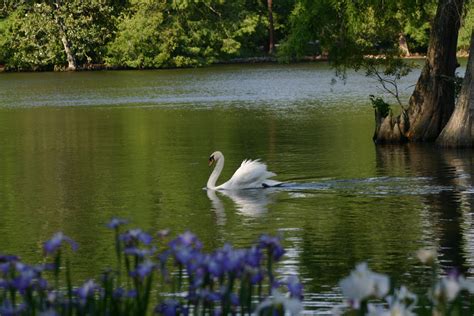 Swan Lake, Sumter, SC: one of the most beautiful places for flowers and ...