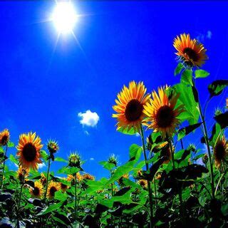 Sunflower Field Wallpaper - Download to your mobile from PHONEKY