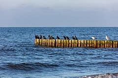 Category:Trzęsacz beach - Wikimedia Commons