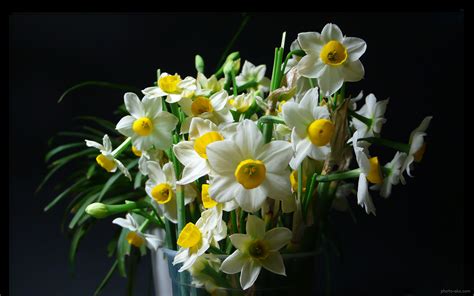 عکس تک شاخه گل نرگس سفید daffodil narcissus flowers