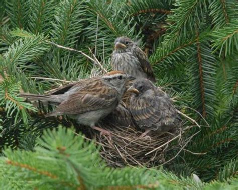 Sparrow Nests: Where To Find Them, What They Look Like & More