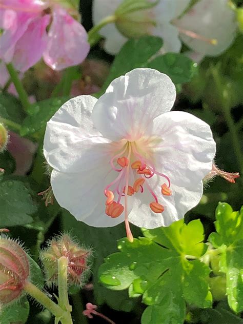 Buy Geranium Biokovo Plants Online | Stadler Nurseries