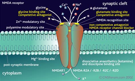 Nmda Antagonist How It Works