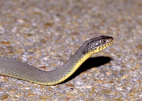 Yellow-bellied Watersnake (Subspecies Nerodia erythrogaster flavigaster) · iNaturalist.org