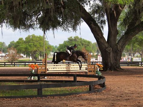 HITS horse show in Ocala, Florida | Show horses, Ocala florida, Florida travel