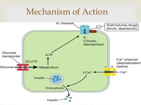 Diabetes Mellitus and Oral antidiabetic agents - quick review