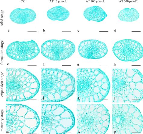 Aerenchyma formation of P. perfoliatus stems under AT treatment. In the ...