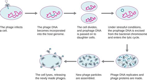 The lysogenic cycle, The viral life cycle, By OpenStax (Page 2/15) | Jobilize