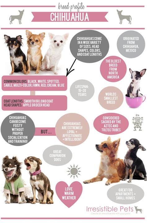 Chihuahua breeding color chart - internationalpase