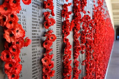 A Carpet of Poppies to Commemorate WWI Centenary – Piglet in Portugal