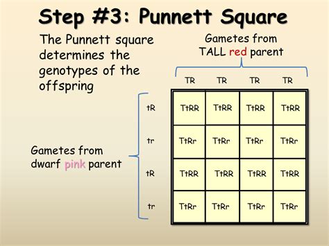 Dihybrid Punnett Square - Dihybrid Punnett Square Quiz | Teaching ...