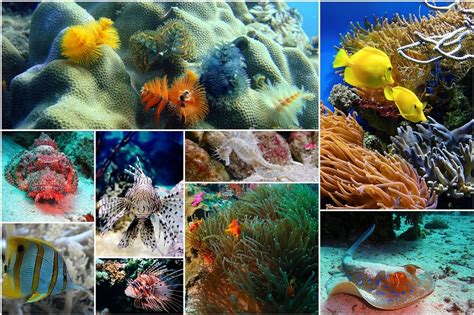 Download Fish Collage Photo Collage Underwater Royalty-Free Stock ...