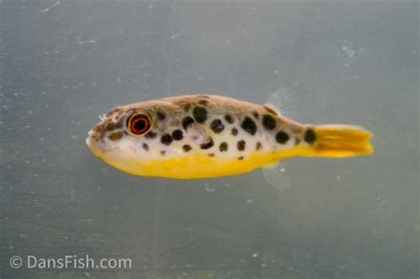 Congo Spotted Puffer (Tetraodon schoutedeni) - Dan's Fish