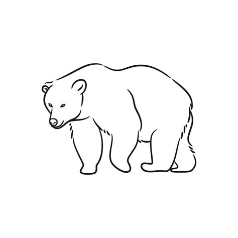 Bear line art drawing illustration, 18815678 Vector Art at Vecteezy