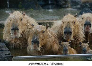 Capybara Family Hot Springs Onsen Stock Photo 389701048 | Shutterstock