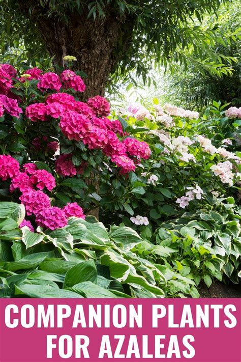 11 Delightful Companion Plants For Azaleas