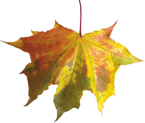 Colorful Leaf PNG Image - PurePNG | Free transparent CC0 PNG Image Library