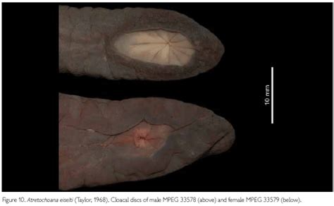 Descoberta do maior Tetrapoda apulmonado, Atretochoana eiselti (Taylor, 1968) (Amphibia ...