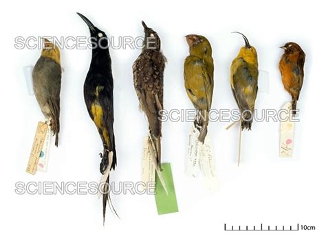 Extinct and Endangered Hawaiian Birds | Stock Image - Science Source Images