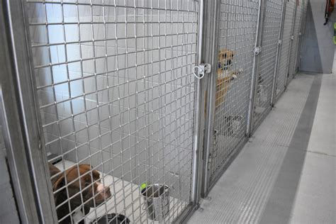 Sedalia Animal Shelter faces increased workload in 2021 | Sedalia Democrat