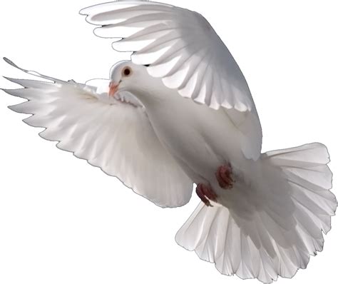 Download Flying Dove Png - Imagenes De Palomas Blancas Png | Transparent PNG Download | SeekPNG