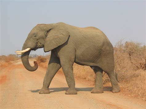 Fil:Elephant side-view Kruger.jpg – Wikipedia