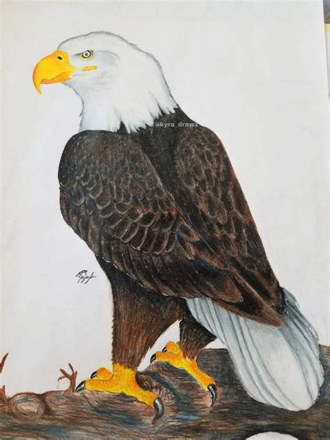 Bald Eagle | Art Amino