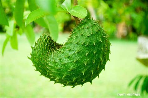 Corossol de Tahiti, le fruit aux épines souples - Tahiti Heritage