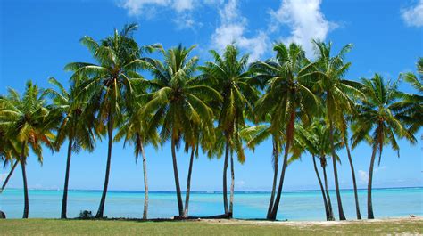 Free download Palm trees sunshine and bare feet Views 482 [3429x1920] for your Desktop, Mobile ...