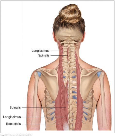 Erector Spinae Group - Learn Muscles