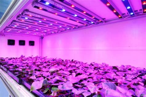 UV Light for Plants: Benefits, Risks, and How to Use It Safely - South Elmonte Hydroponics