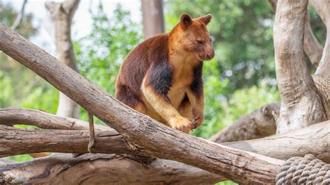 Beware the drop bear - Photofocus