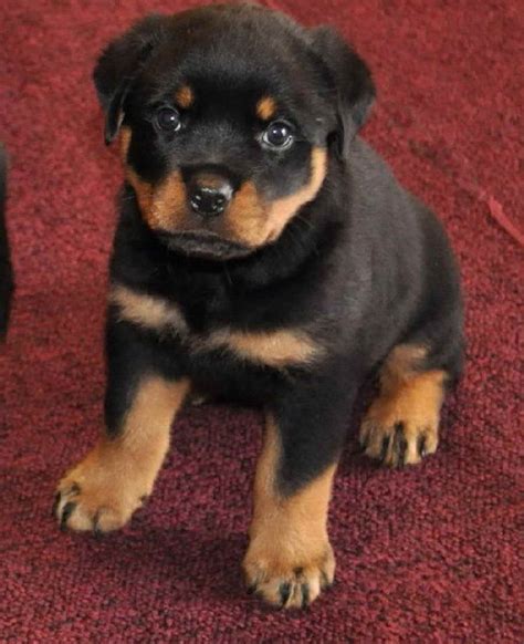 German Rottweiler Puppies For Sale Colorado