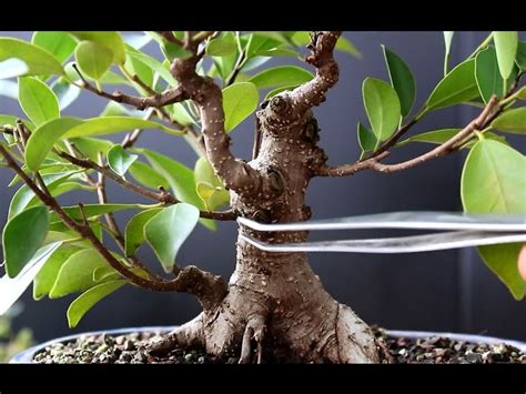 Pruning Bonsai