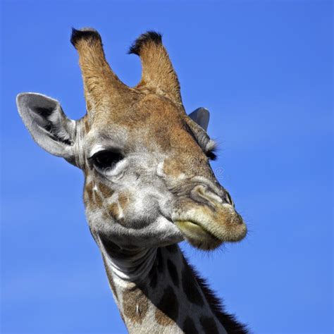 Giraffe chewing stock photo. Image of park, giraffe, etosha - 12043380