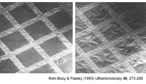 Using TEM Magnifications: Transmission Electron Microscopy (TEM): Techniques: Equipment ...