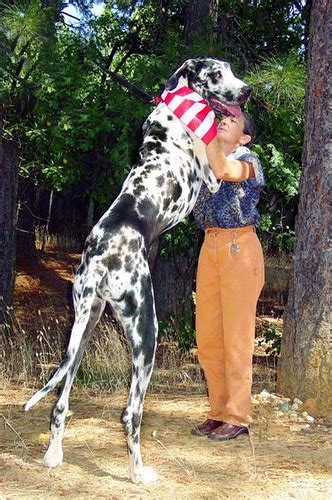 The World’s Tallest Dog & Biggest Dog .. video | All Strangest things .. Weird Things