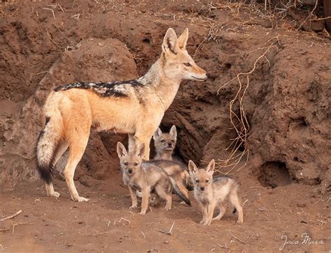 Jackal family | Black backed jackal, Animals, Puppies