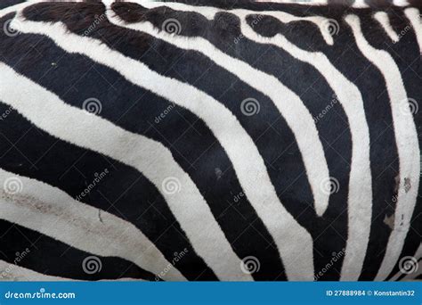 Zebra pattern stock photo. Image of detail, camouflage - 27888984