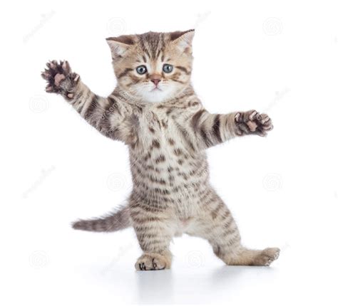 Dancing Cat Blank Template - Imgflip