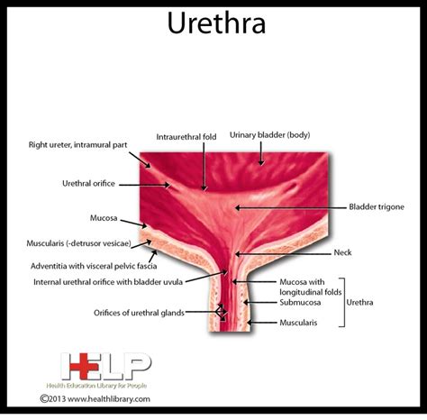 Urethra | Male Reproductive System | Pinterest