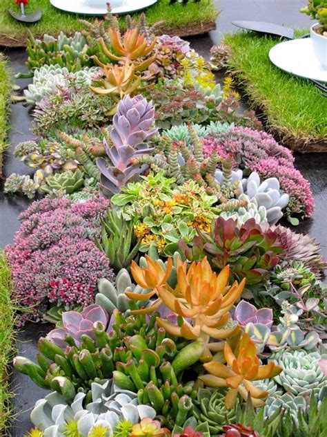 beautiful colorful succulents composition garden decor ideas #garden # ...