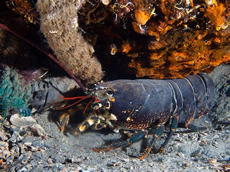 European Lobster - Homarus gammarus