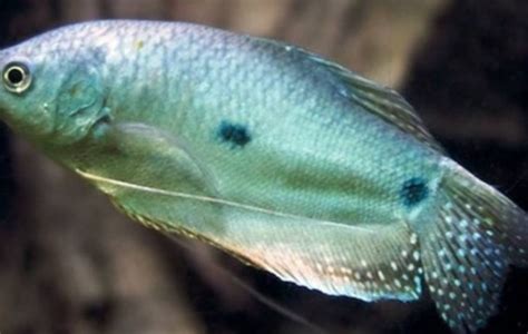 Blue Gourami - Gouramis - Trichogaster trichopterus | Tank Facts