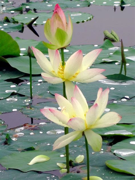 Korean Water Lily by LumLums813.deviantart.com on @DeviantArt | Lotus ...