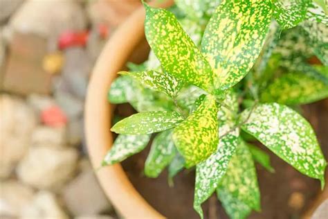 28 Beautiful Variegated Indoor Plants With Patterns – Best Mystic Zone