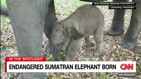 Endangered Sumatran elephant born | CNN